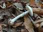 Citromgalóca (Amanita citrina), Somogy